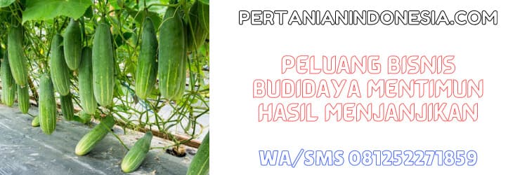 bisnis,agrobisnis,petani,tanaman,tanaman timun,peluang bisnis